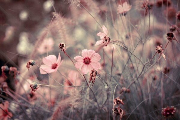 Cute pink flowers. Macro photography
