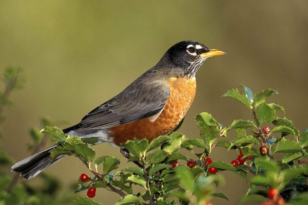 Pájaro en una rama con bayas rojas