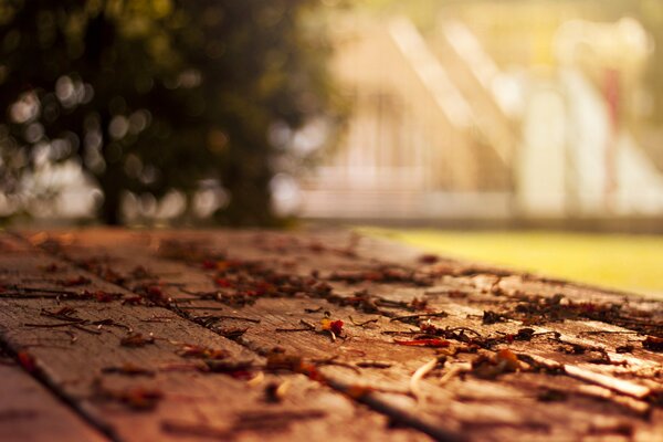 Fallen autumn leaves lie on the ground