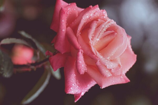 Piękna Różowa róża z kroplami wody