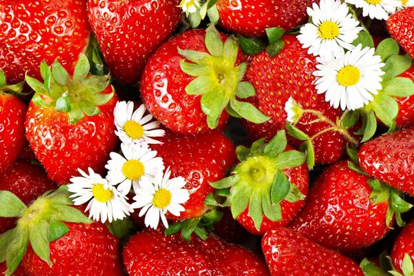 Fragole luminose e fiori di camomilla giacciono su di loro