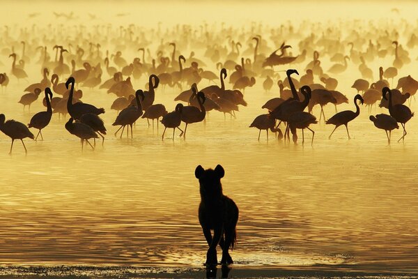 Hyäne im Wasser mit Flamingos