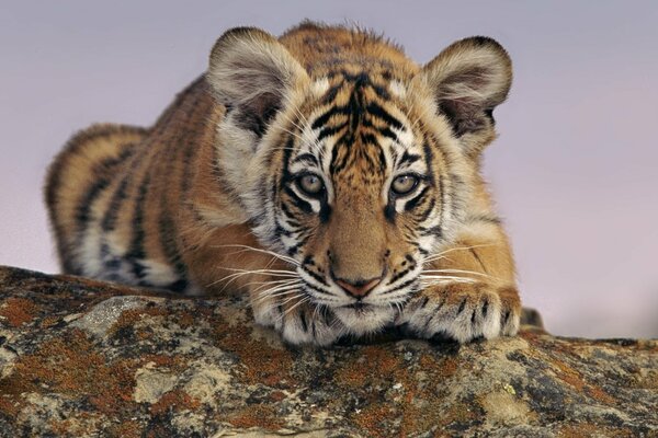 El tigre Mira de cerca a lo lejos