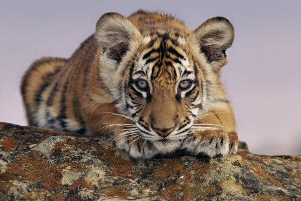 Tigre regarde attentivement au loin