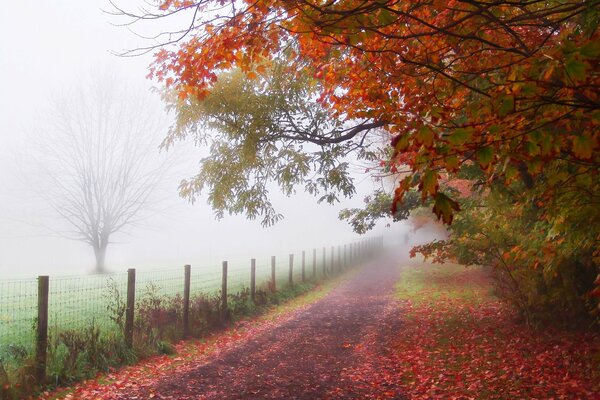 Tapis rouge de feuilles