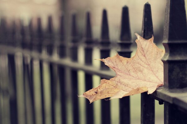 Solitaria hoja de otoño en la cerca