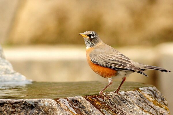 Petit oiseau sur une pierre avec de l eau