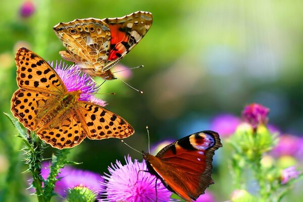 Mariposas en flores Rosadas