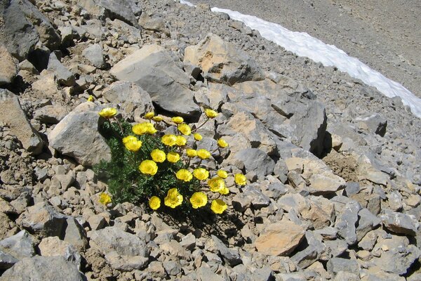 Des fleurs brillantes se frayent un chemin à travers les pierres