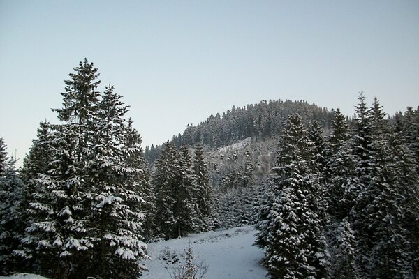 Árboles de Navidad cubiertos de nieve blanca