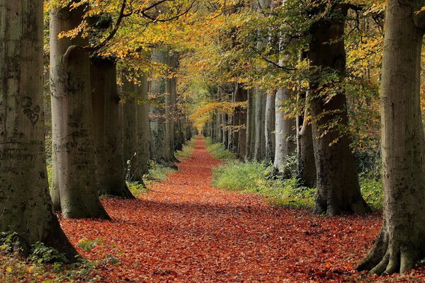 Bosque de otoño en buen tiempo