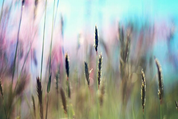 Beautiful images of the field in the rays of the sun