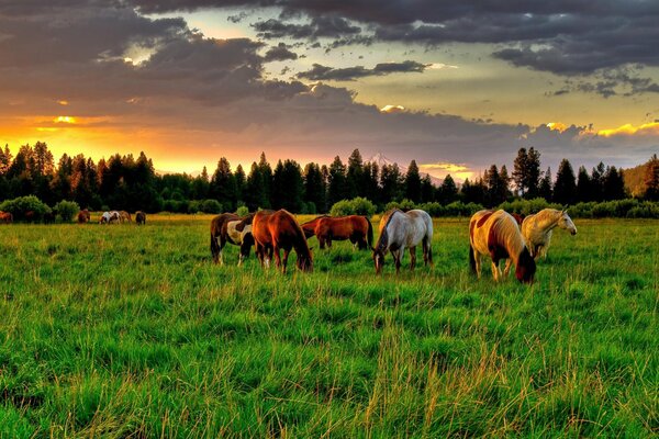 Horses graze in a meadow against a forest background