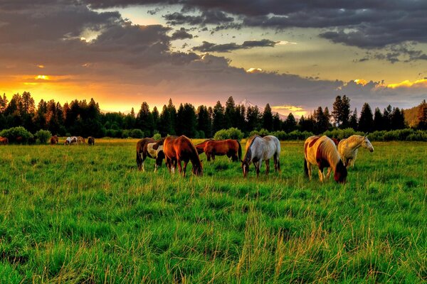 Chevaux paissent dans la Prairie sur fond de forêt