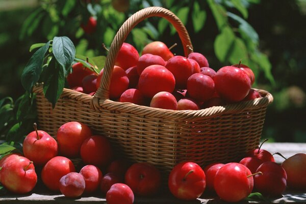 Manzanas rojas en una cesta de mimbre