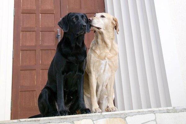 Dos perros en la puerta