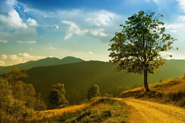 Bella strada di montagna con alberi