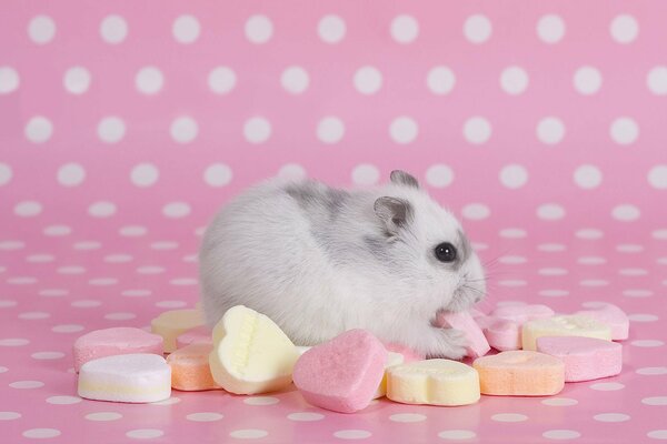 Hamster eats sweets in the form of hearts