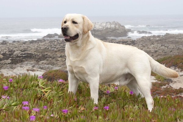 Labrador sul campo con fiori