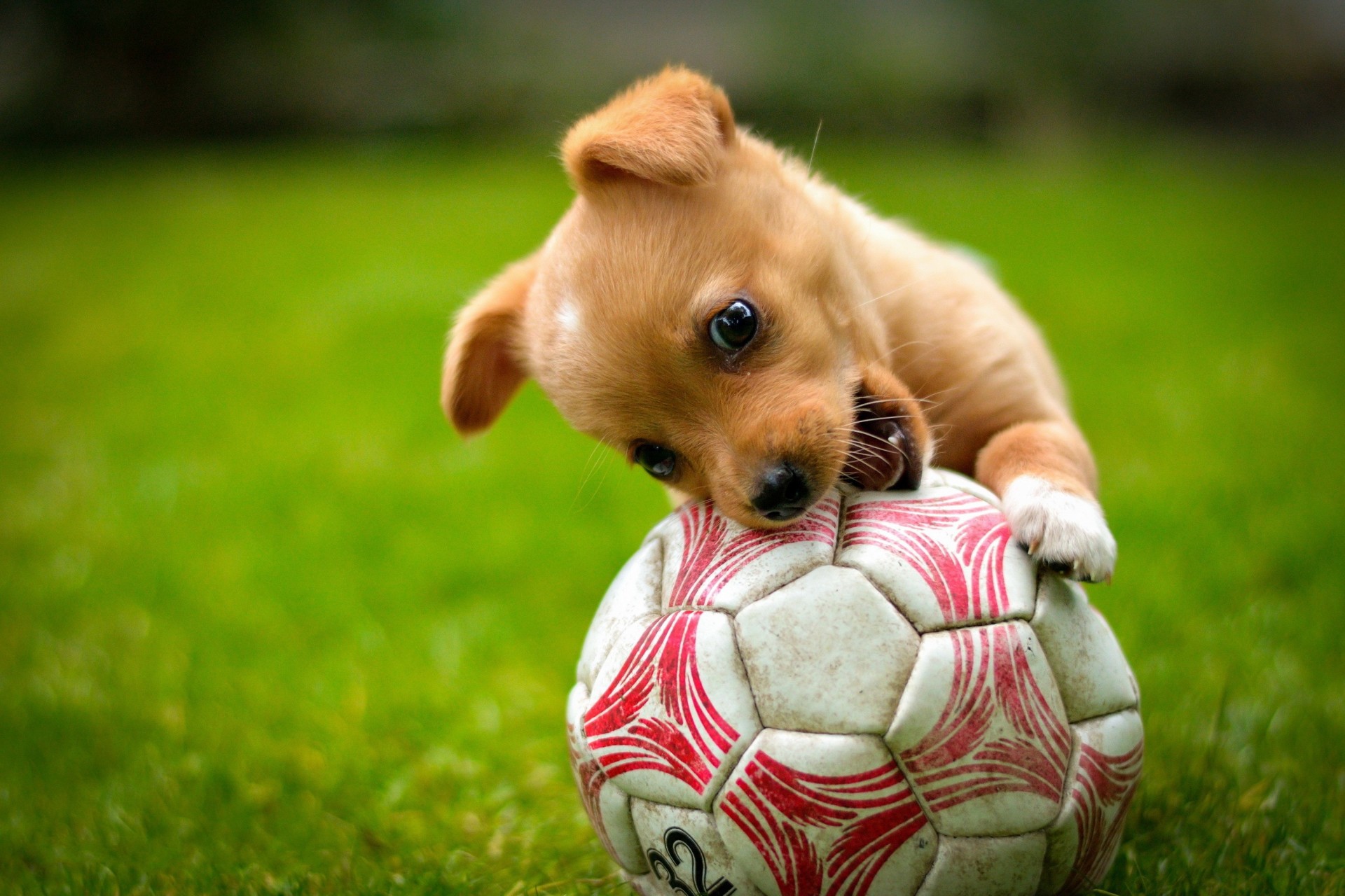 boule chien jeu chiot roux pelouse