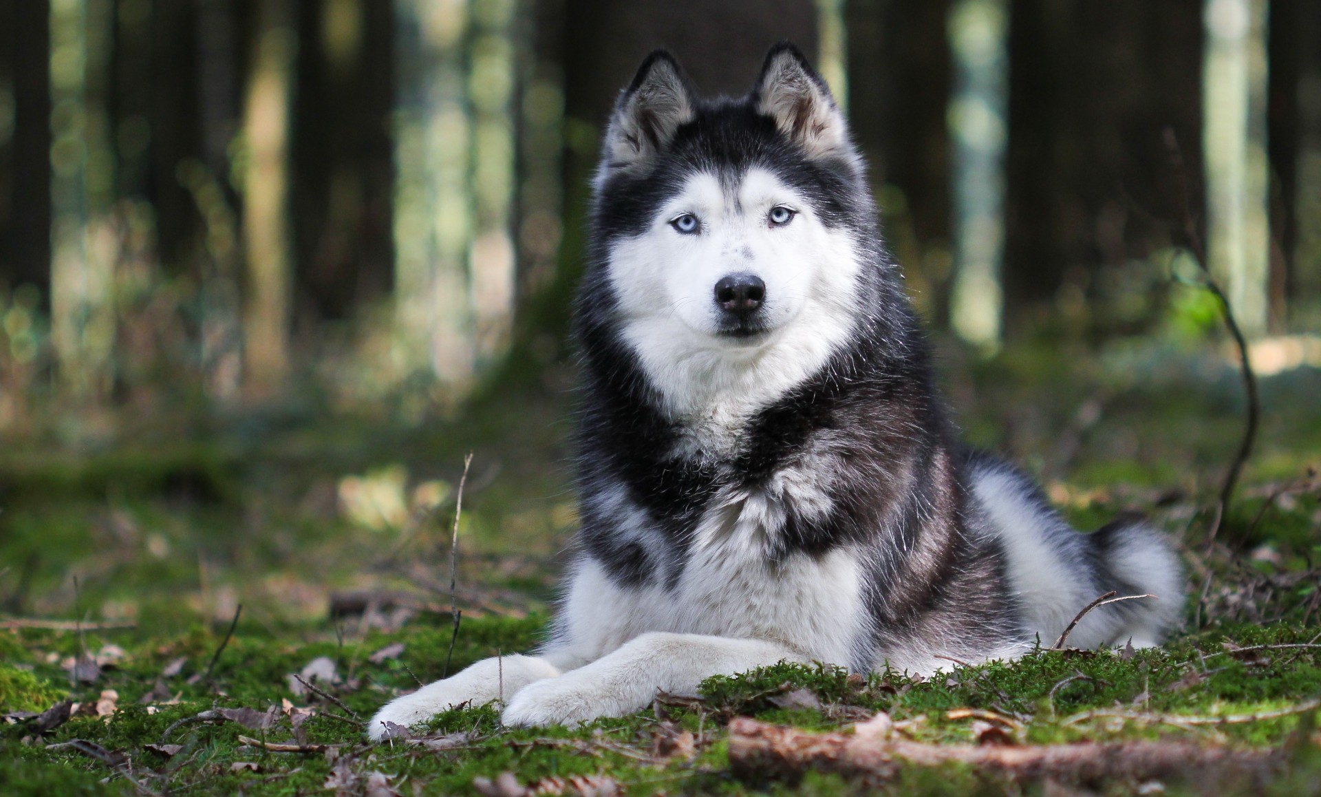 hund husky tier