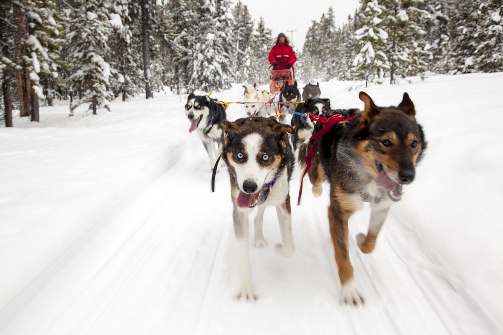 yukon hunde kanada expedition