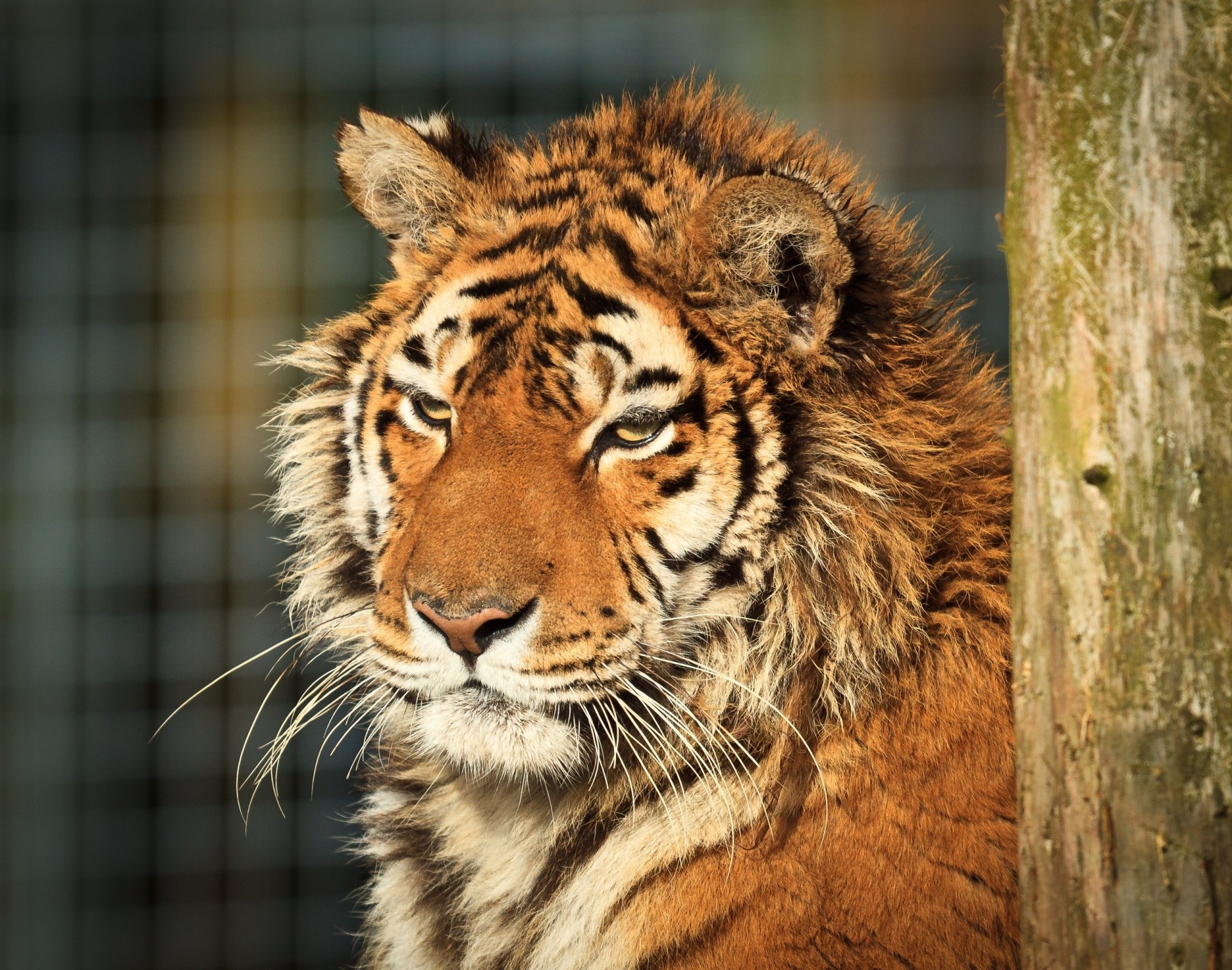 gatto selvatico denti tigre