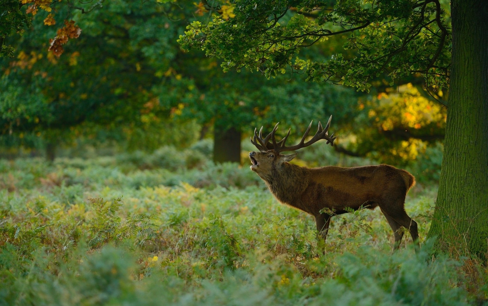 wald menschen hirsch