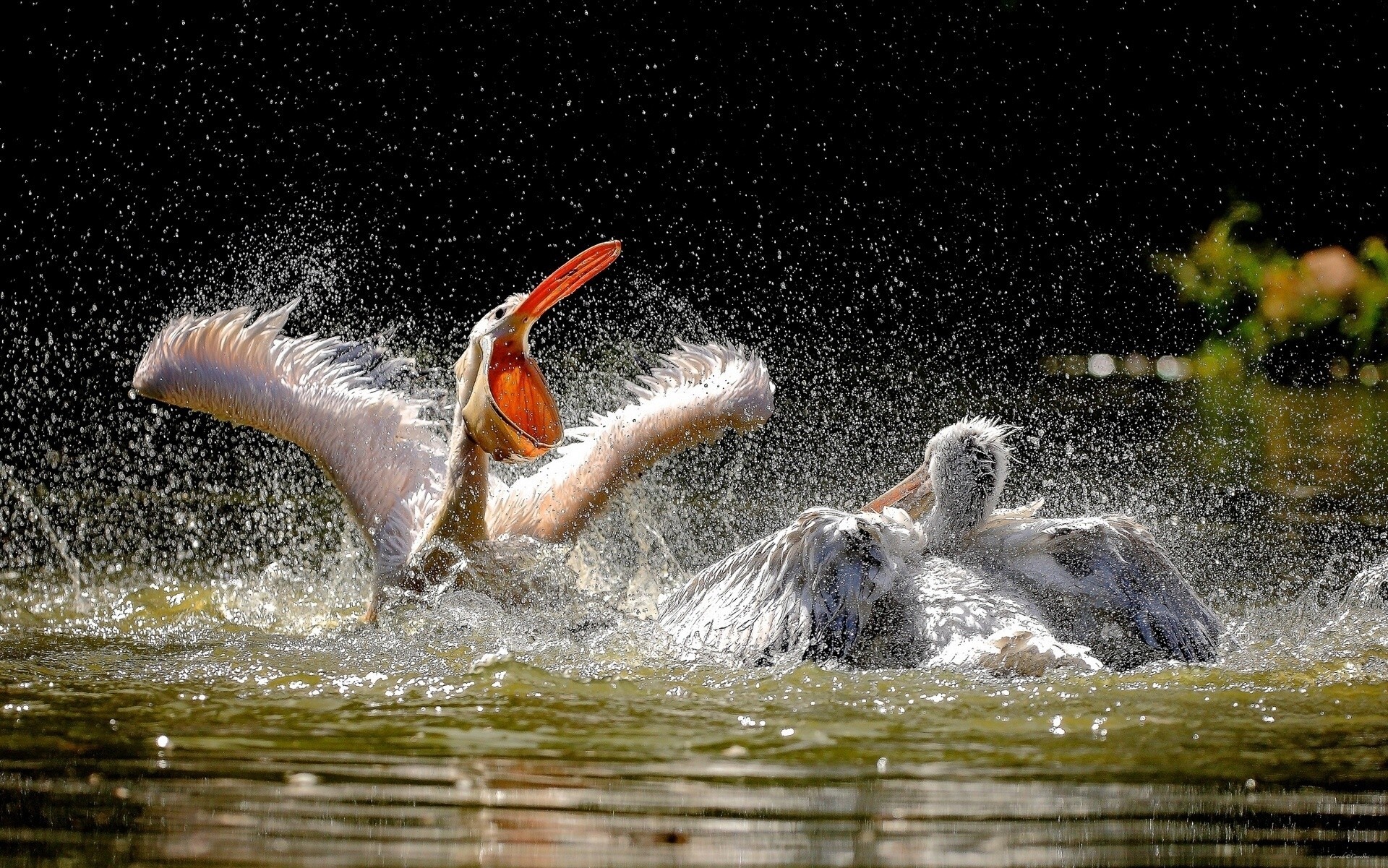 agua pelícanos aerosol aves