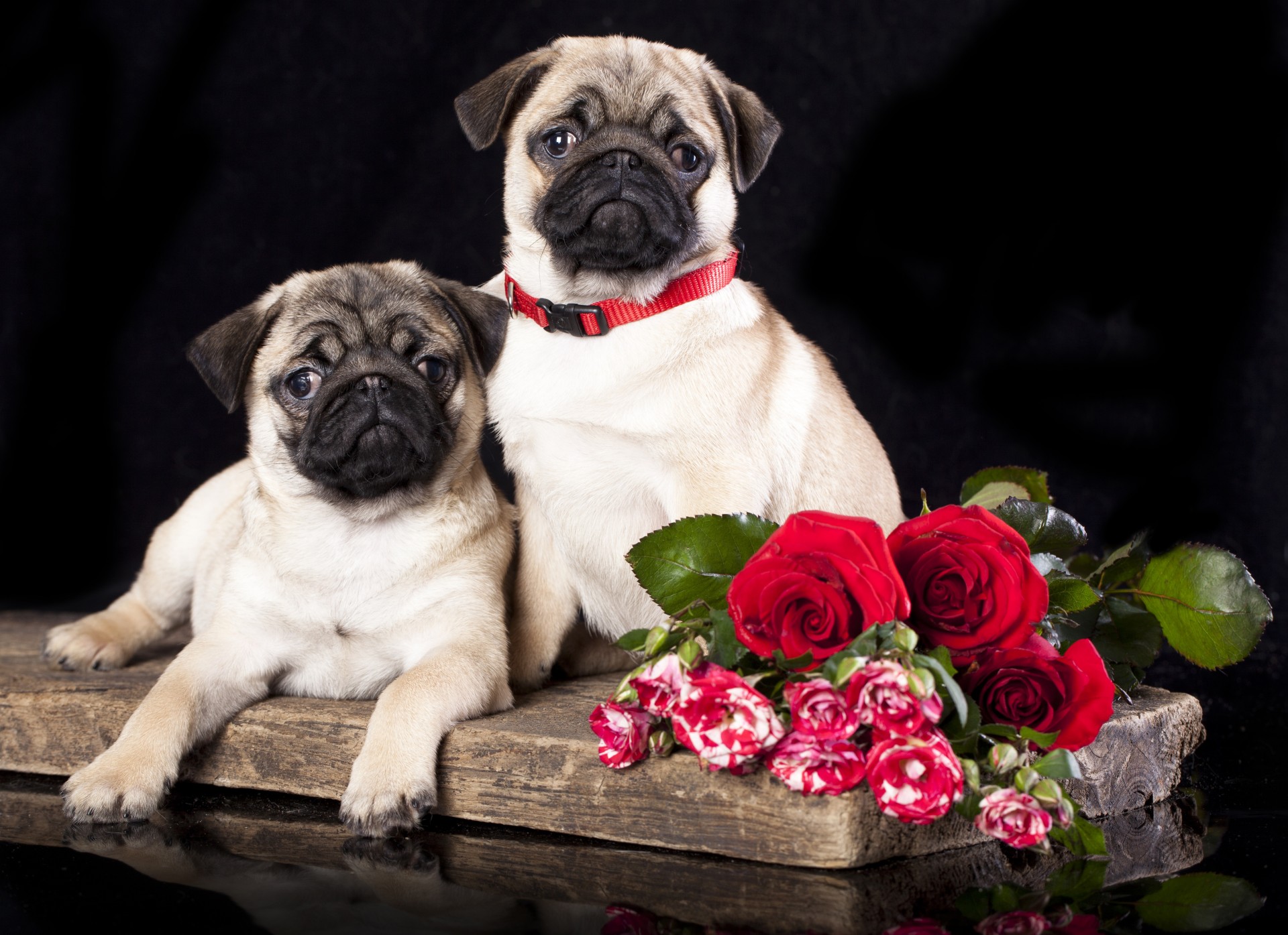 pugs perros flores rosas