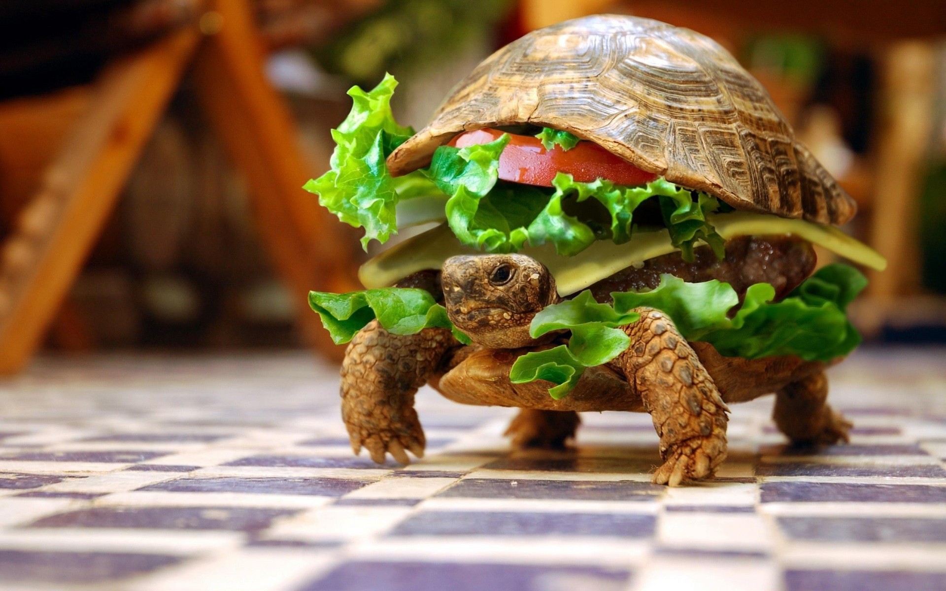 bun turtle patty