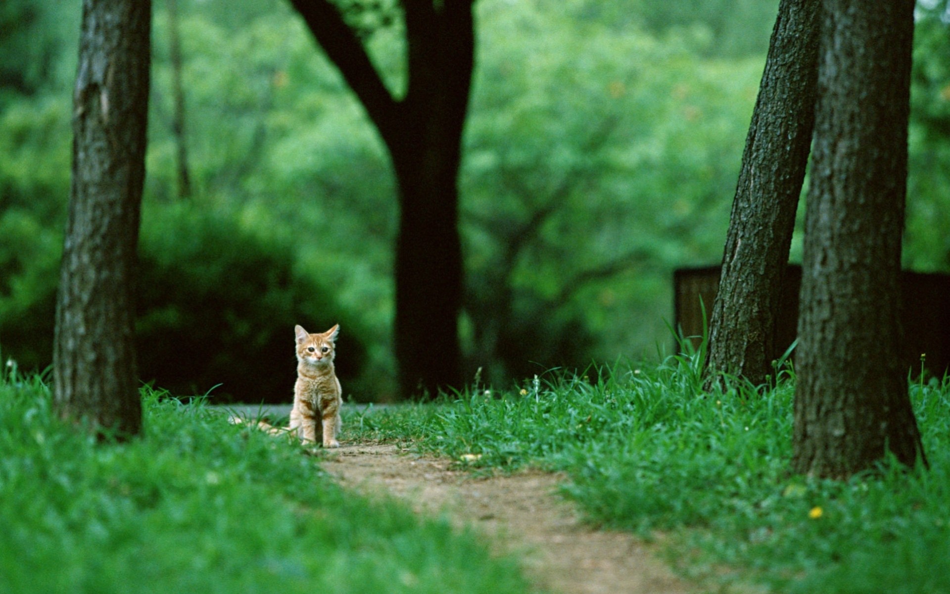 chat assis arbres forêt rousse