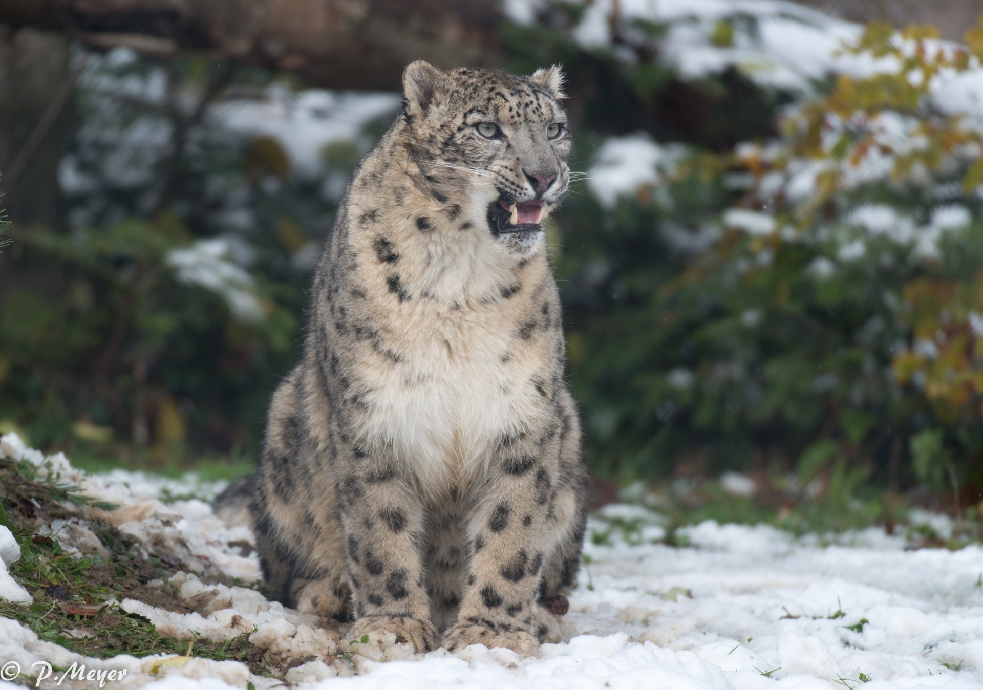 bestia colmillos gato salvaje animales leopardo