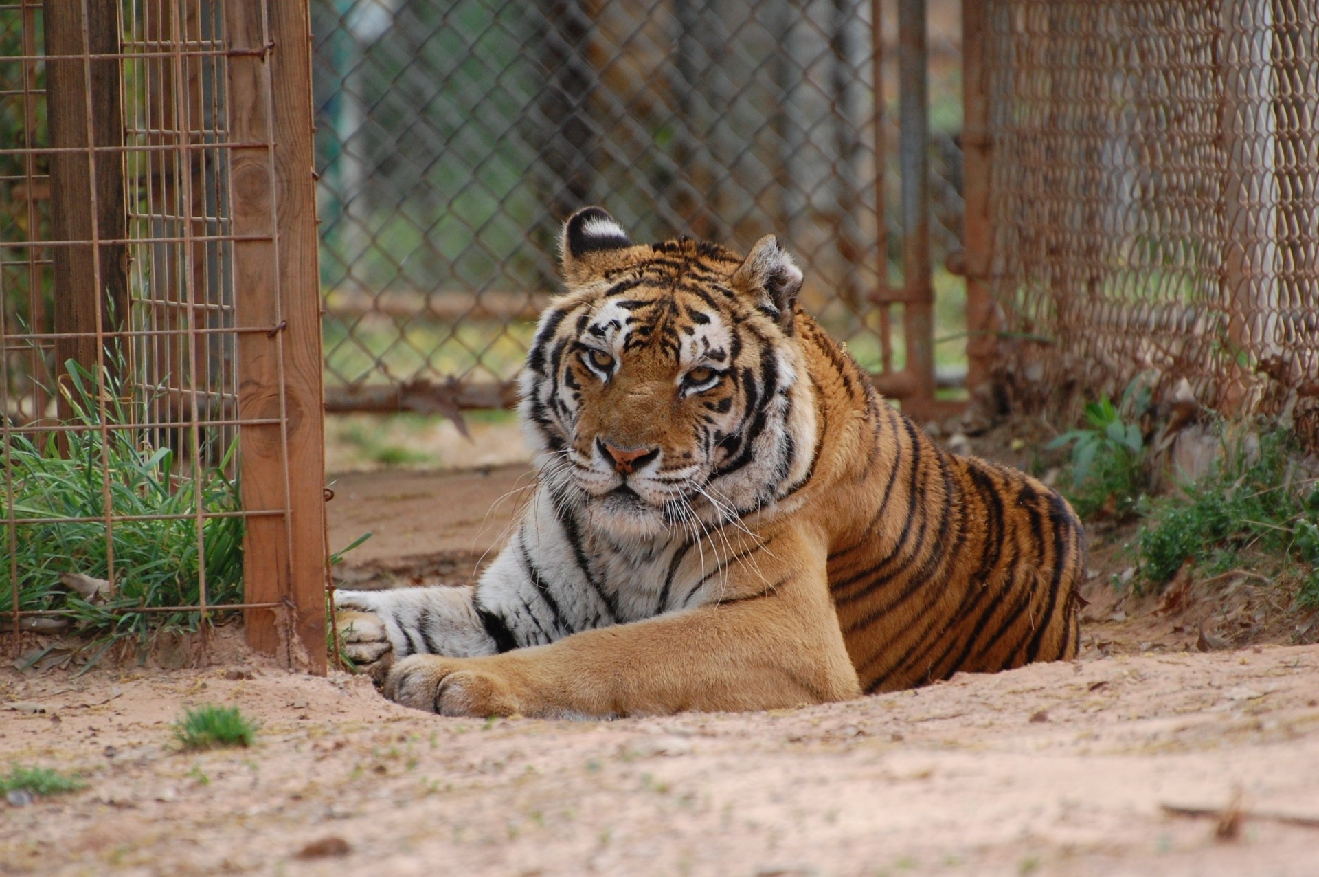 wild cat tiger