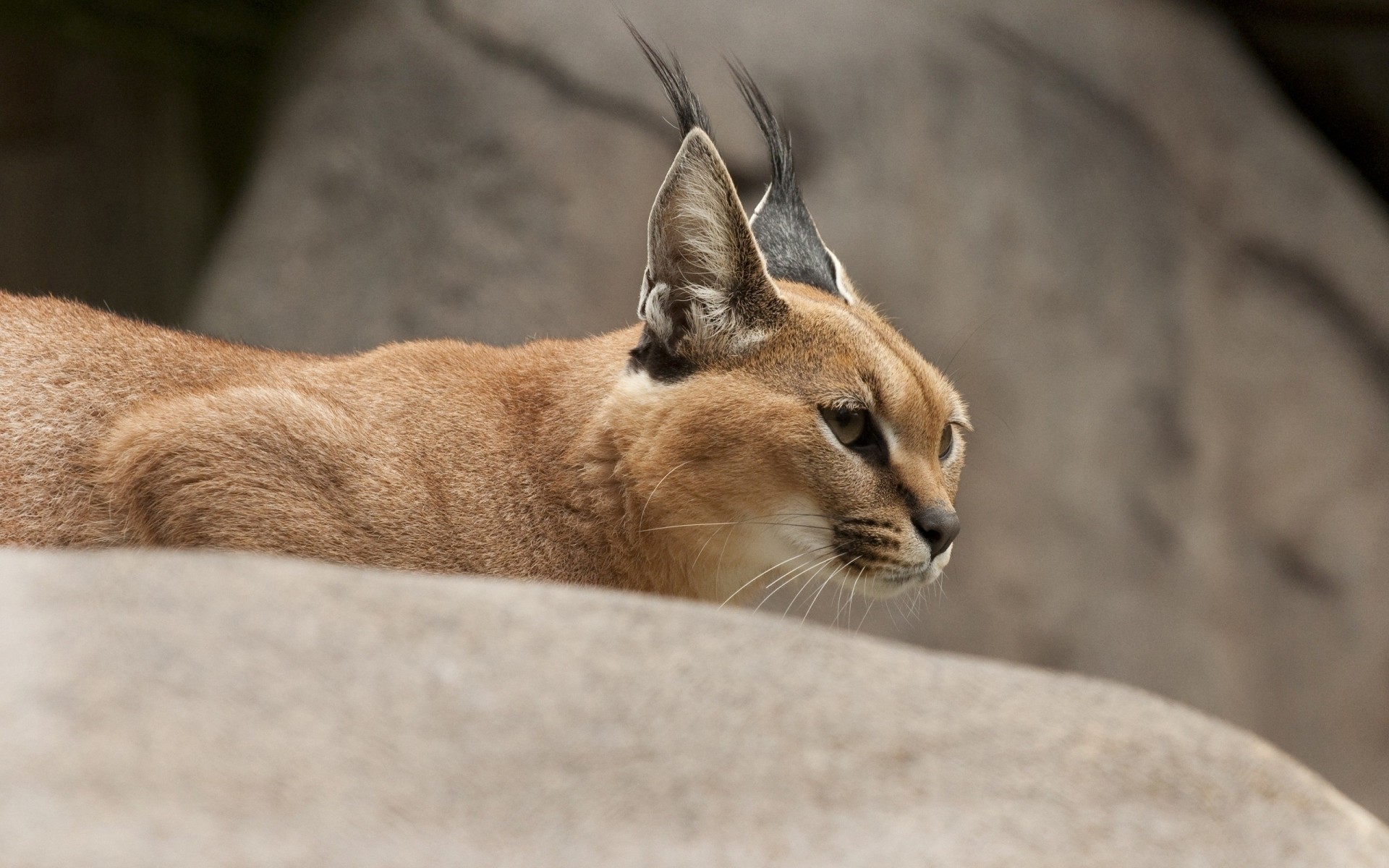 gato montés caracal lince estepario