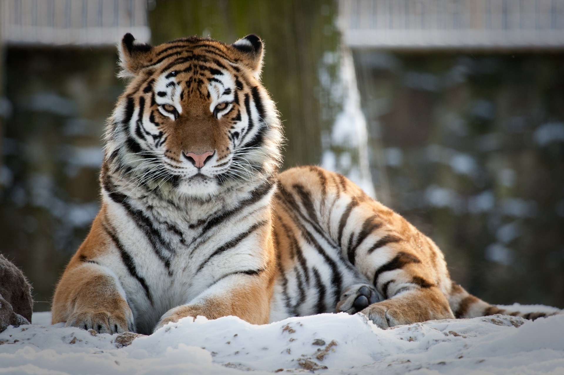 wild cat tiger