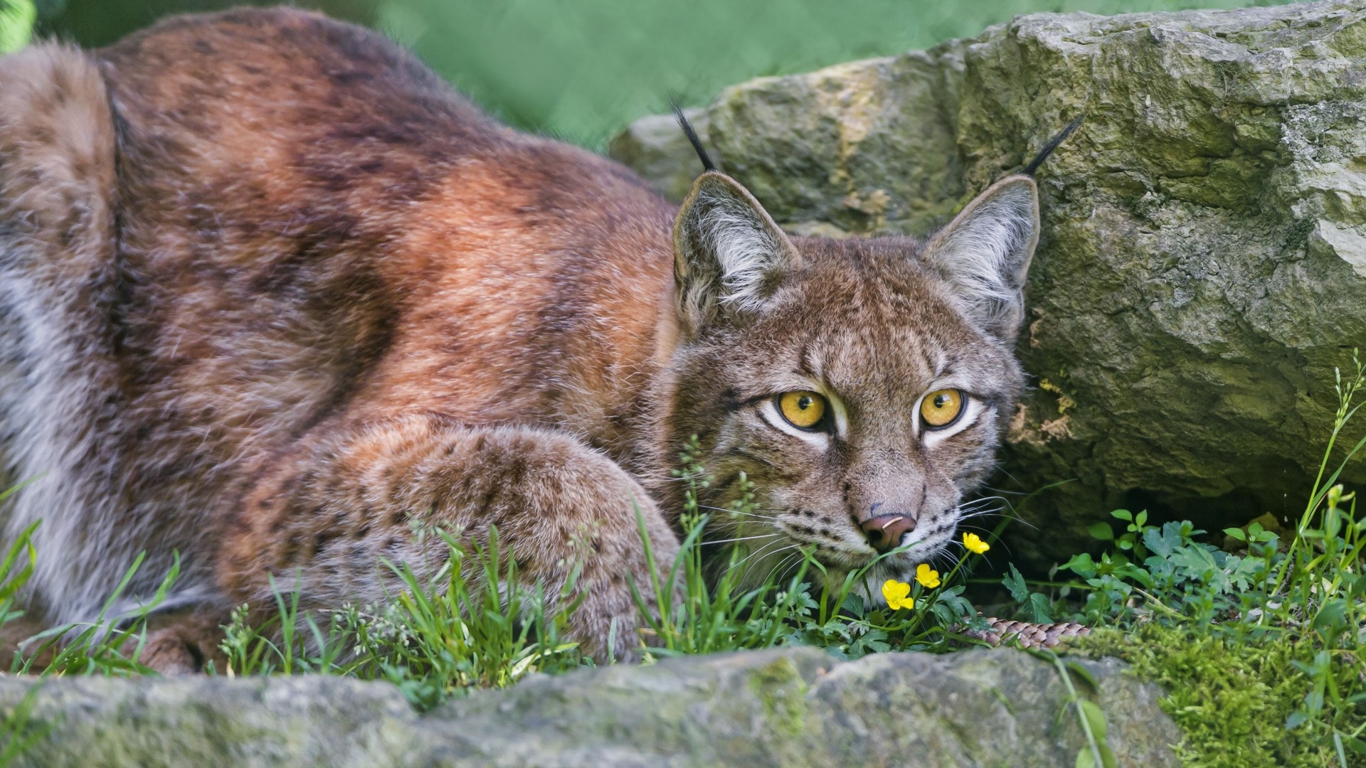 lynx wild cat view