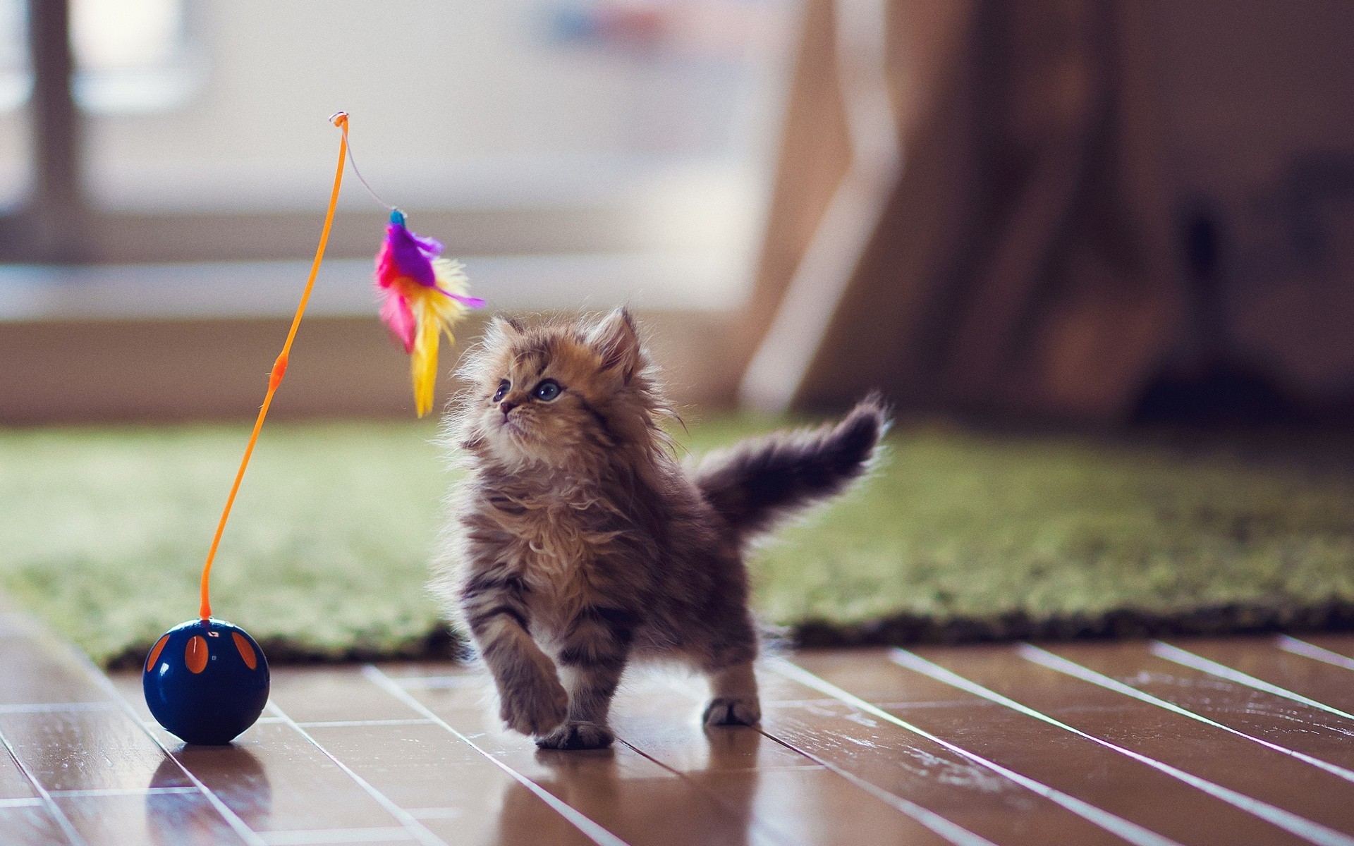 flooring feathers toys daisy cat carpet