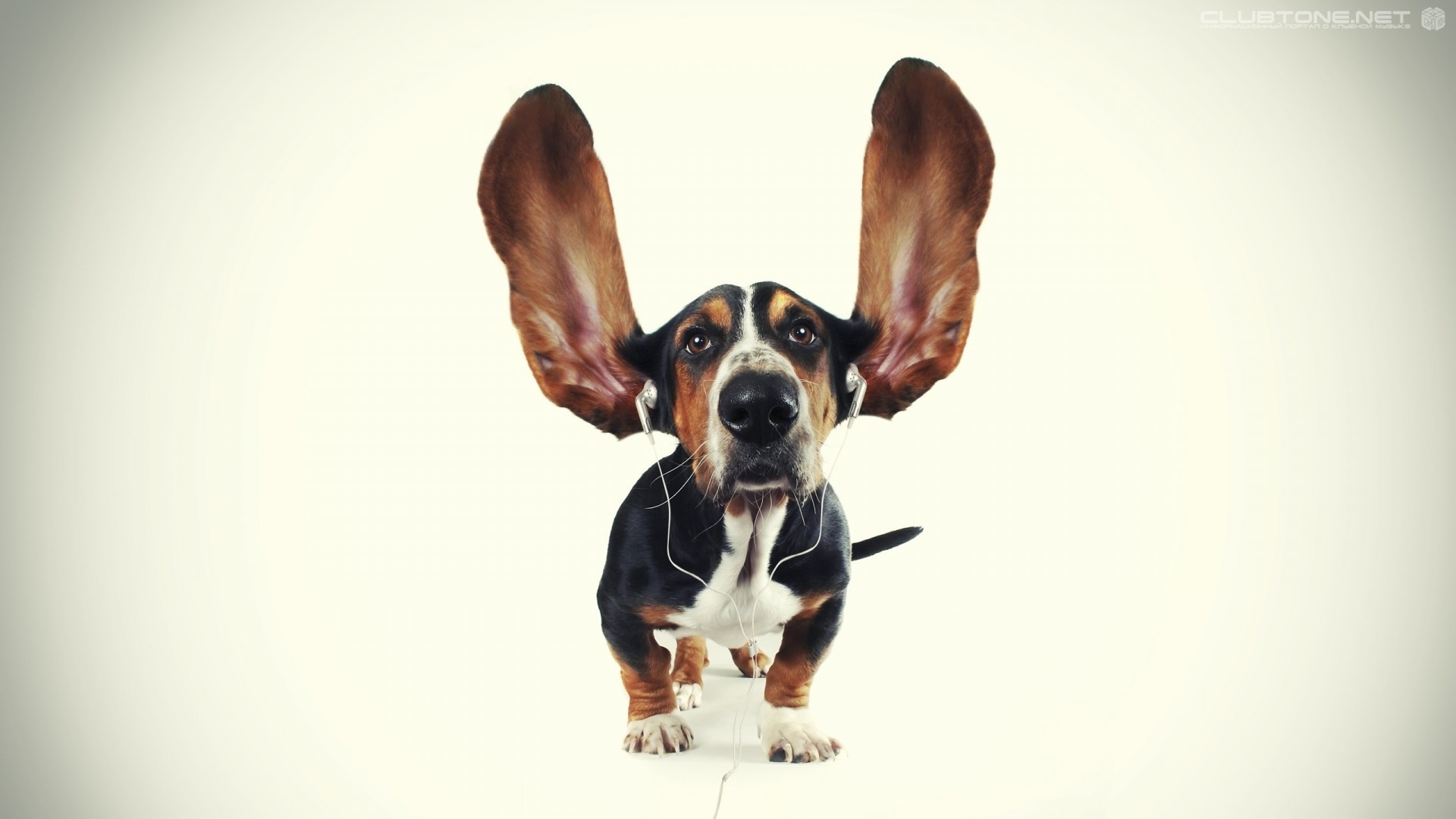 dog headphones ear