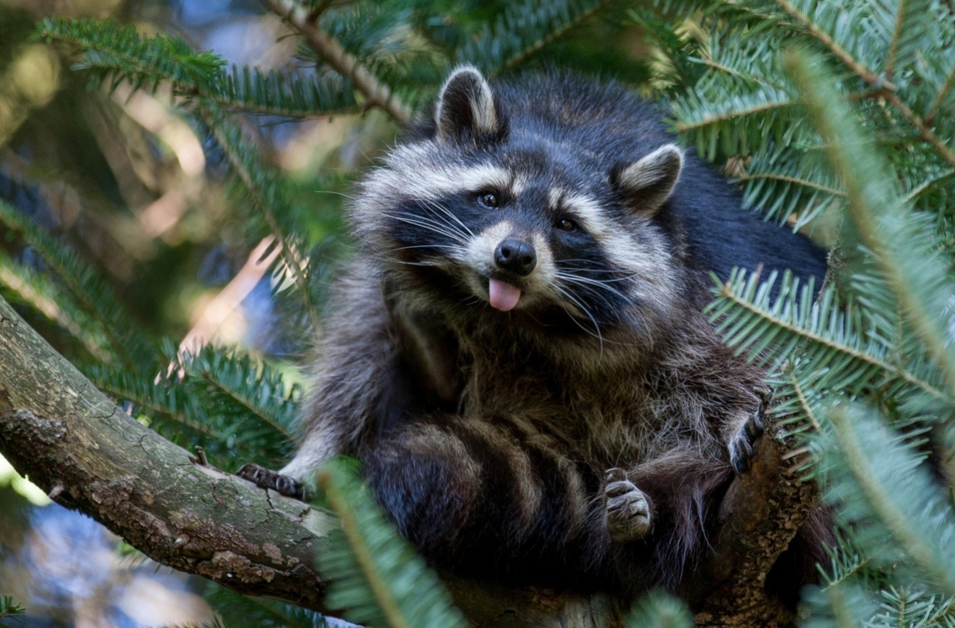 waschbär baum natur