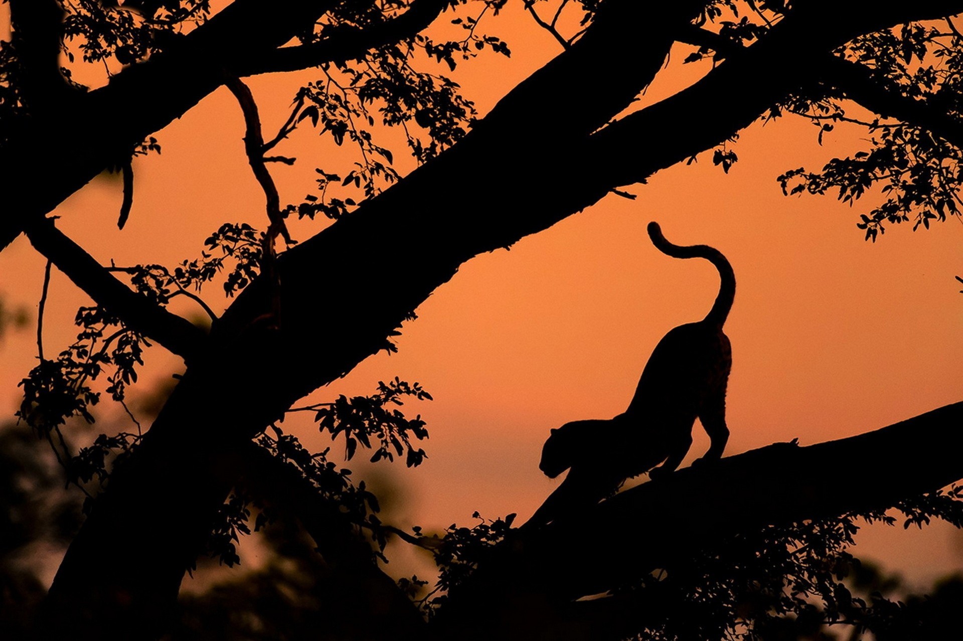 leopard sunset shadow tree pose beauty silhouette