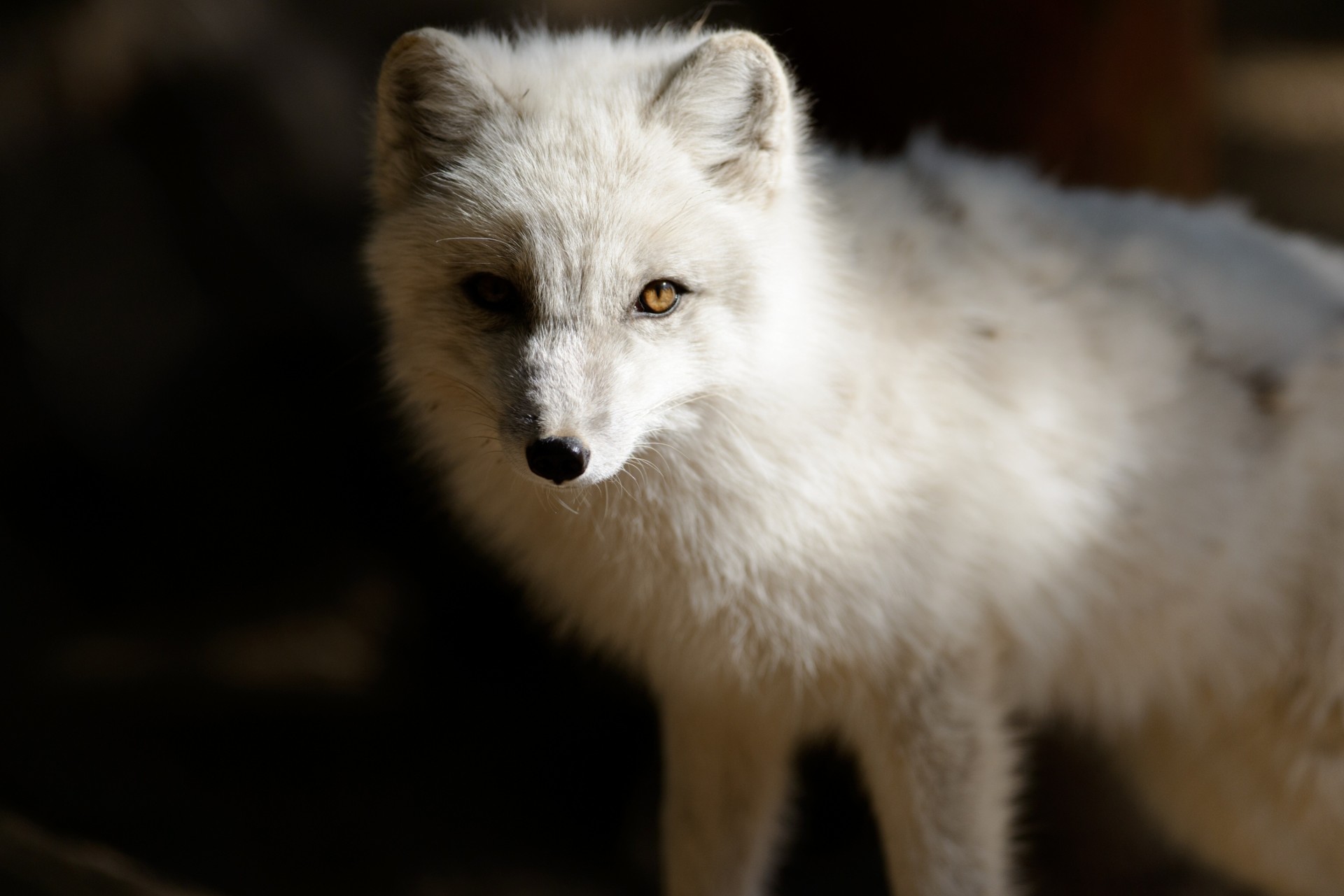 teeth polar fox dark background