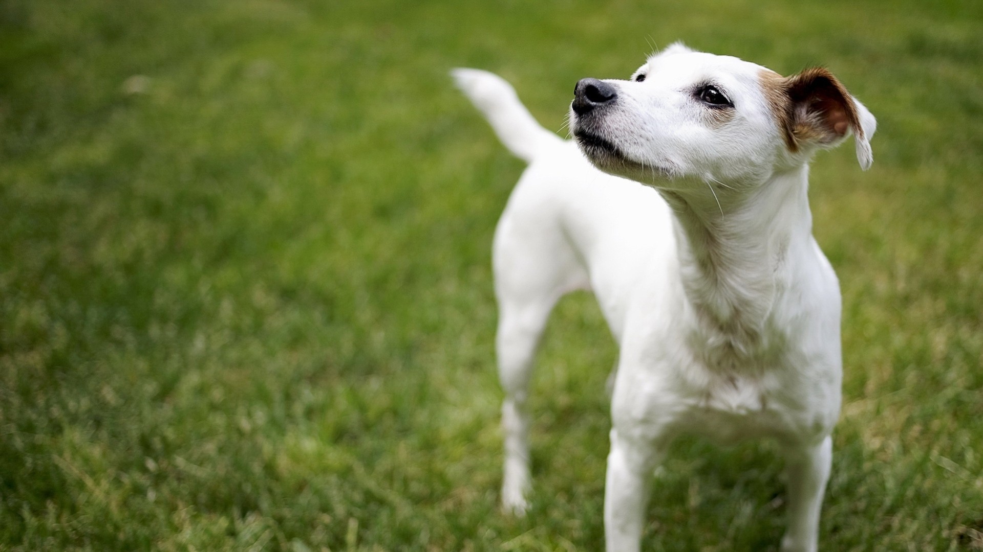 dog other grass walk