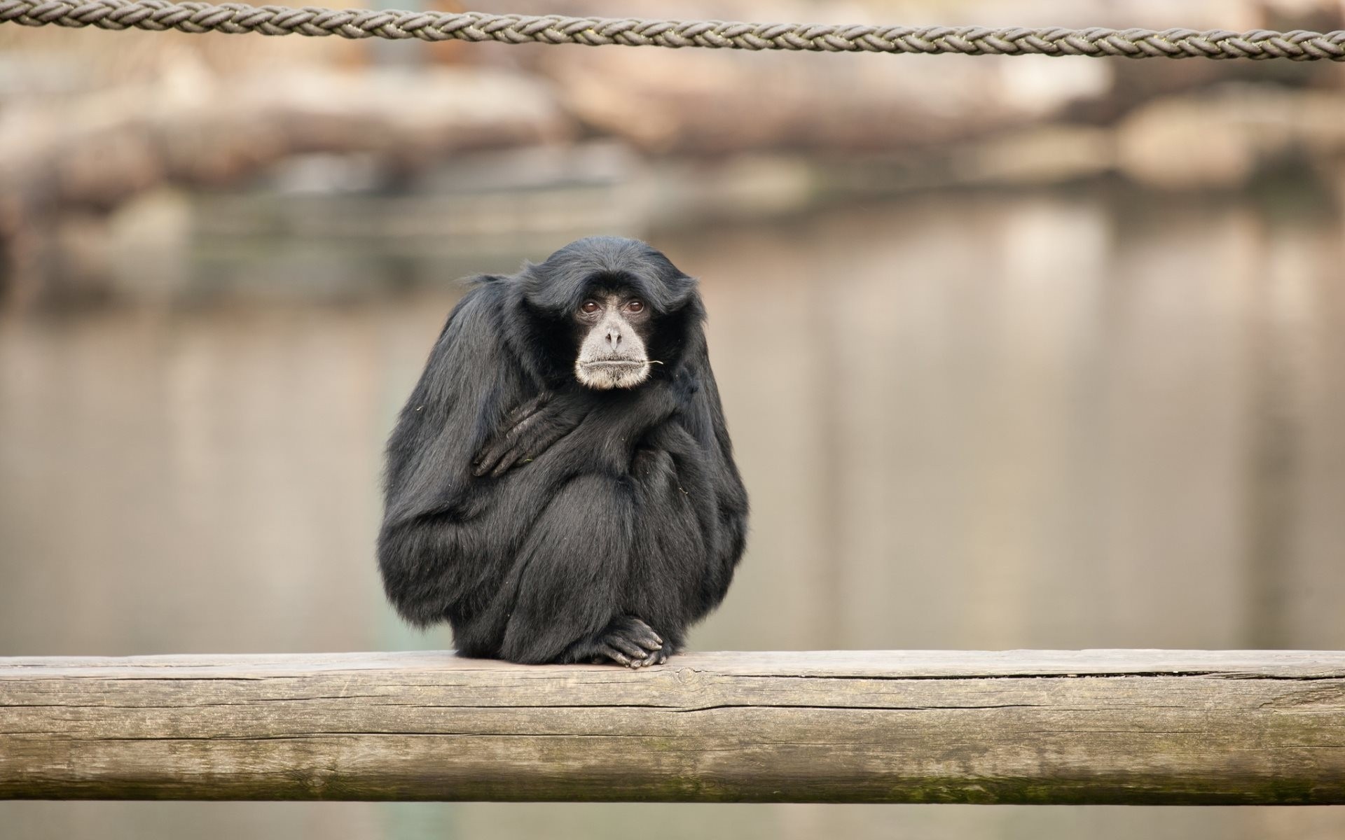 siamang naczelne