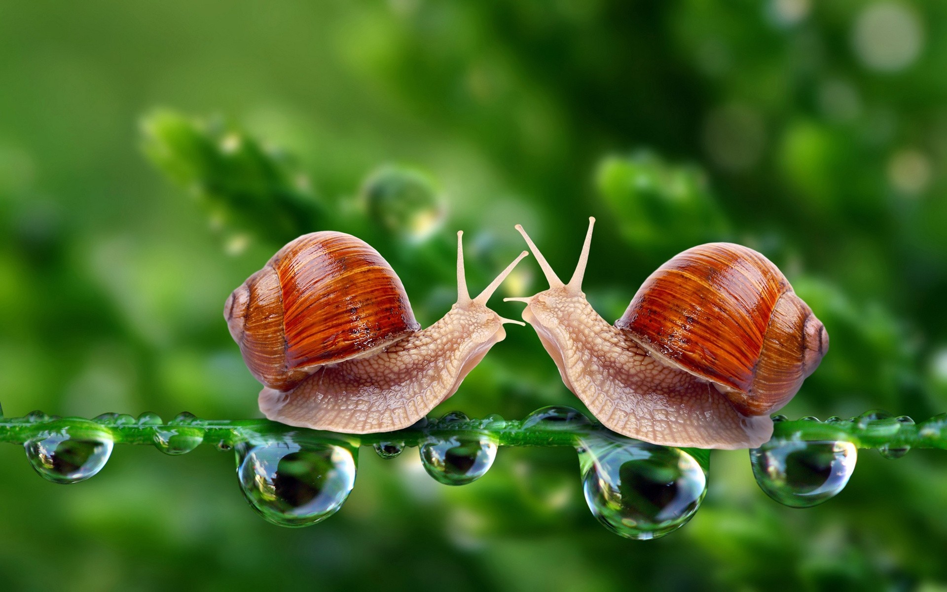 close up snails falls the stem