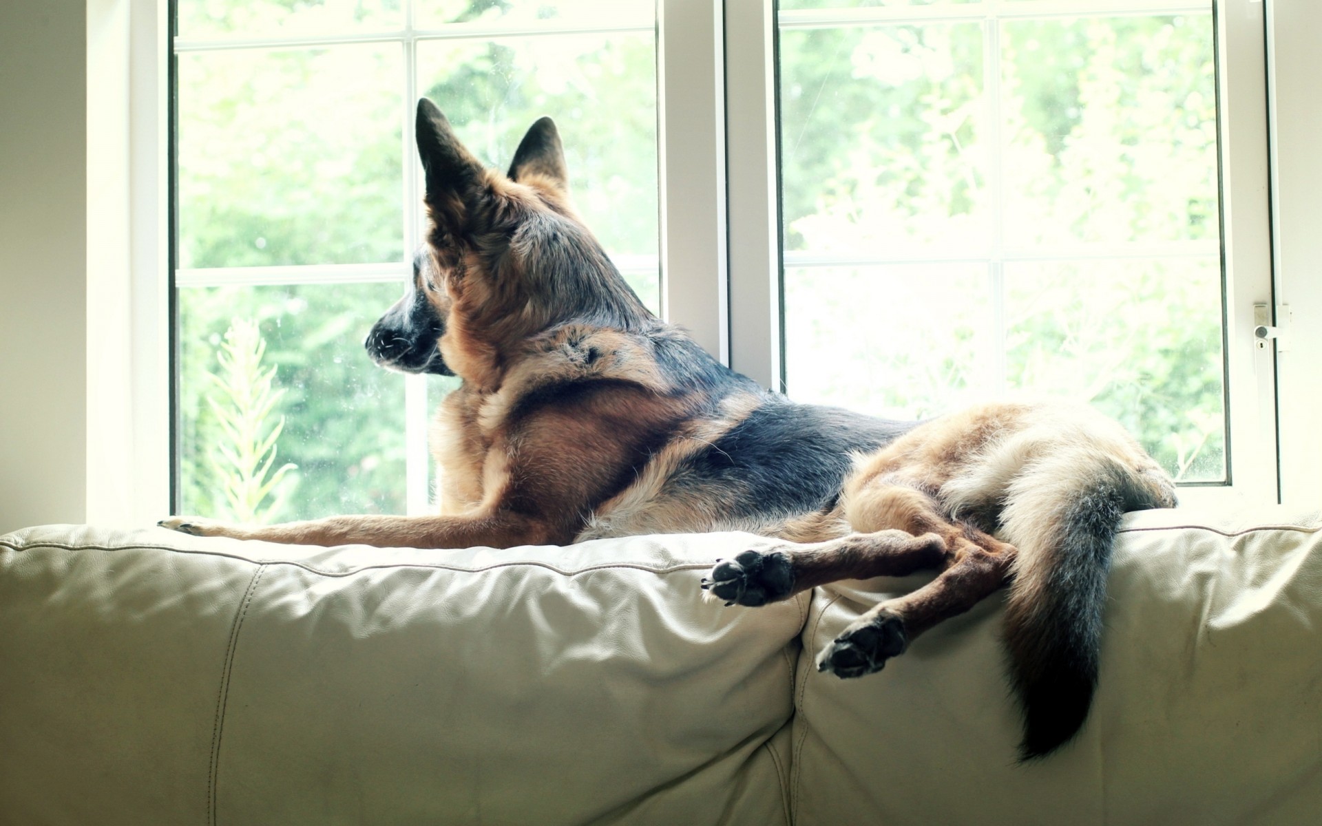 tier schäferhund hund beobachten