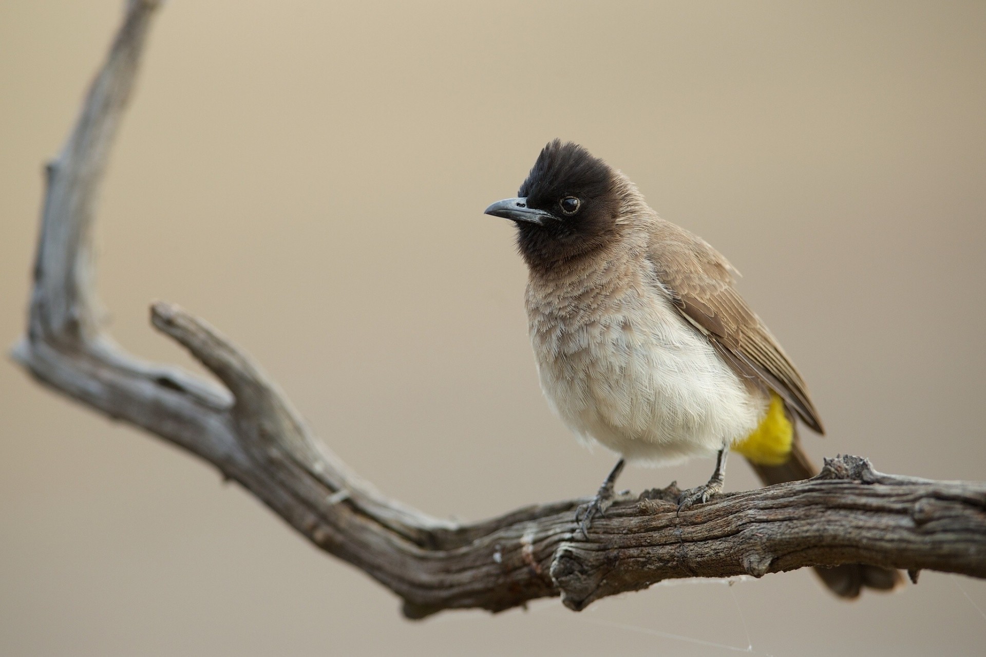 birds females branch