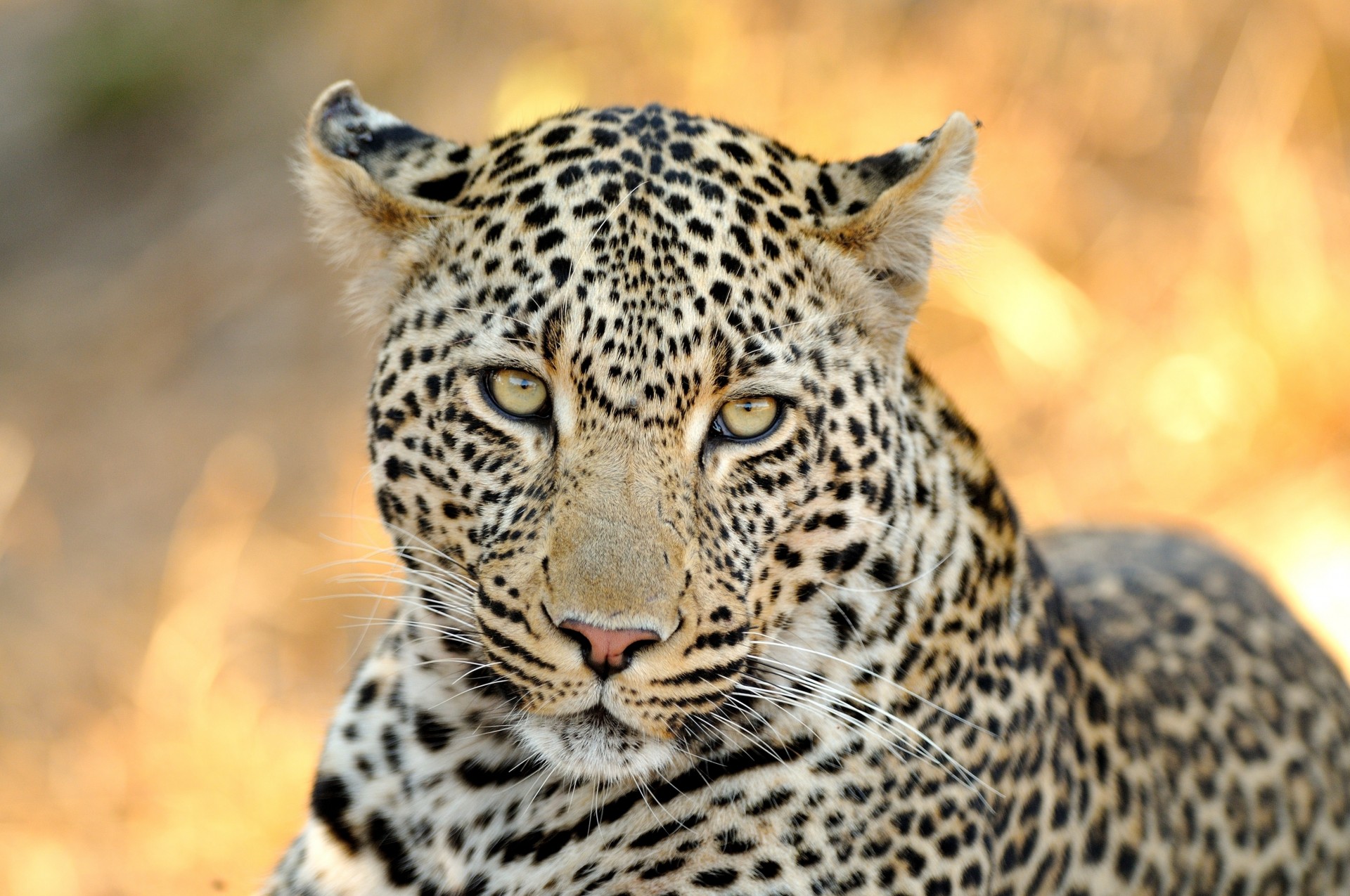 dientes gato salvaje leopardo