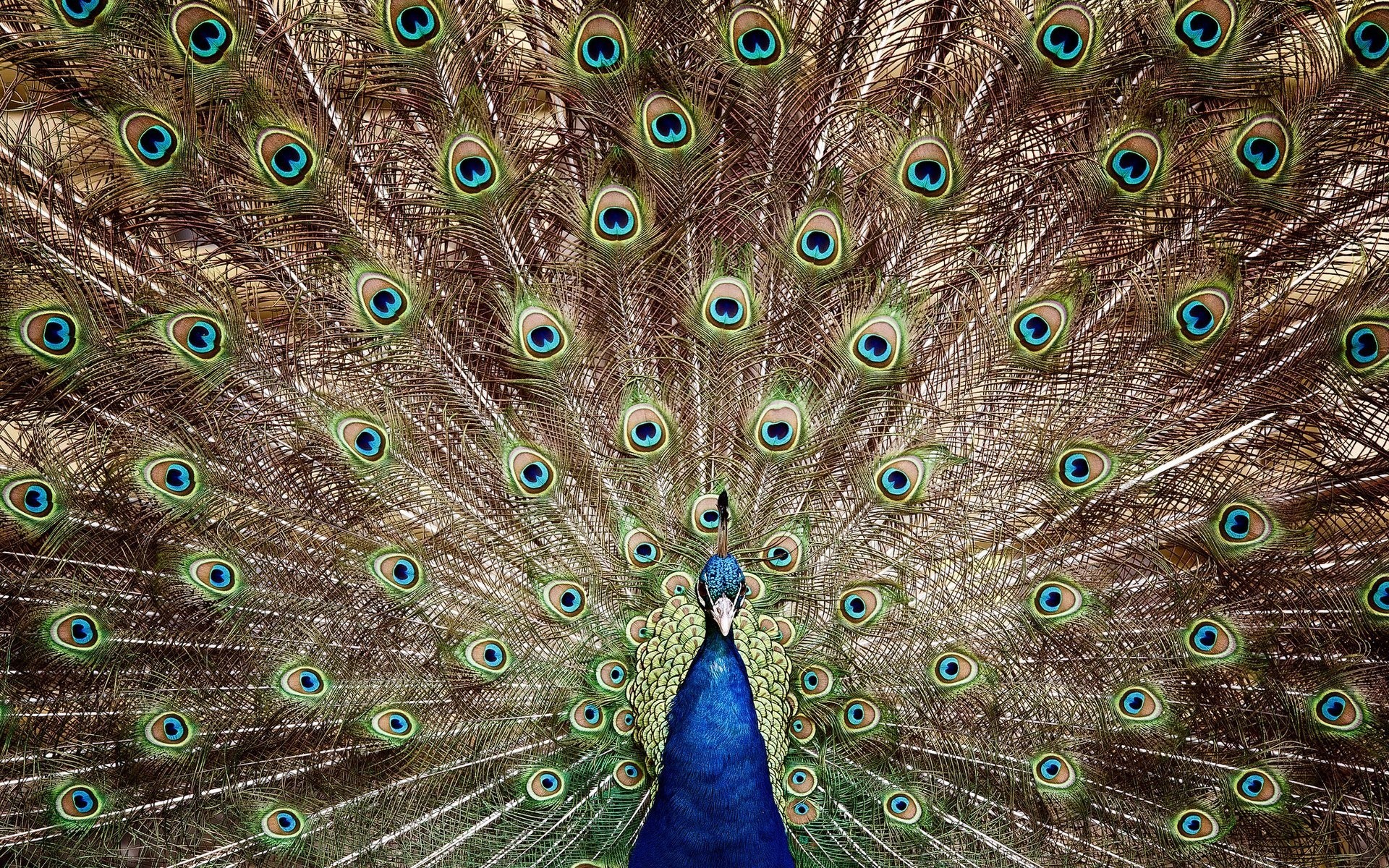 pfau federn gefieder