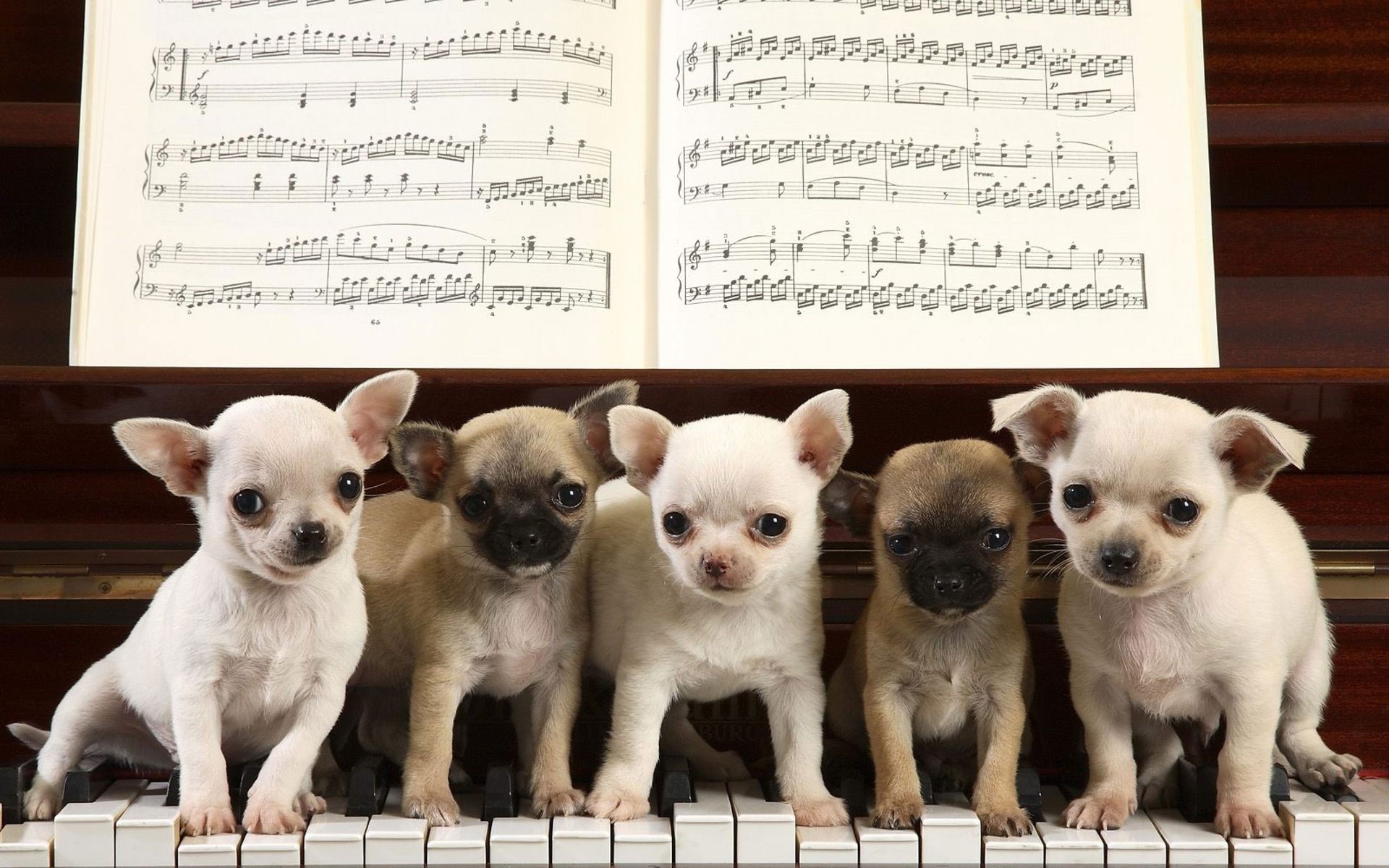 teclas piano partituras cachorros músicos